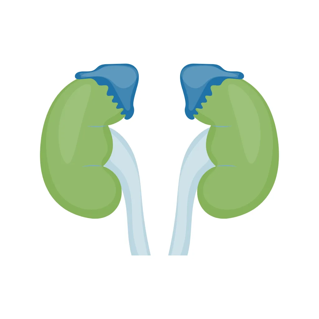 Adrenal